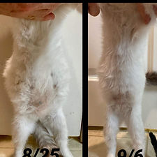 Treatment Timeline