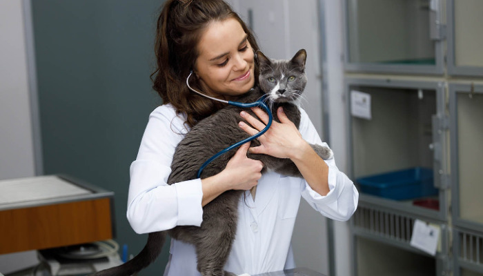 Is Neurological FIP Contagious