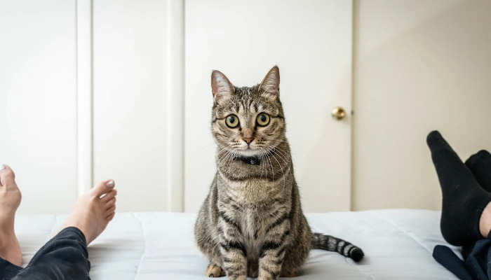 Understanding Dry FIP In Cats