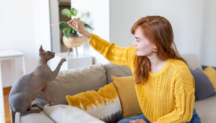 Dry FIP Treatment Success Rate