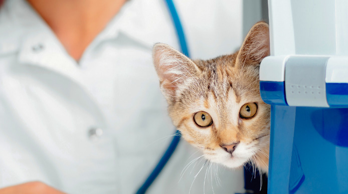 Neurological FIP Treatment FAQs