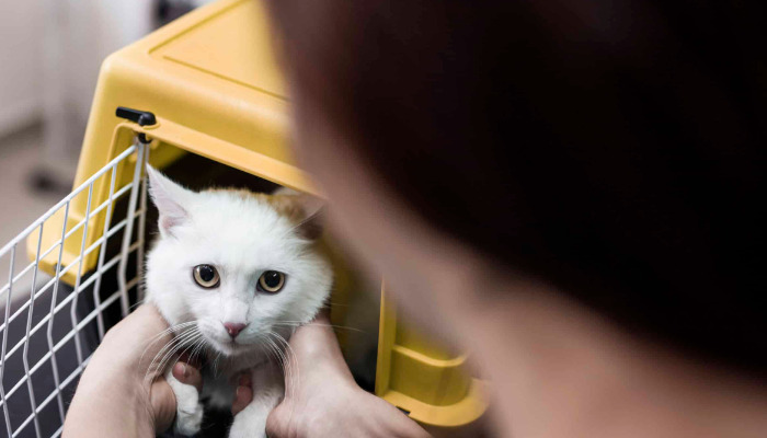 Signs Wet FIP Treatment Is Working