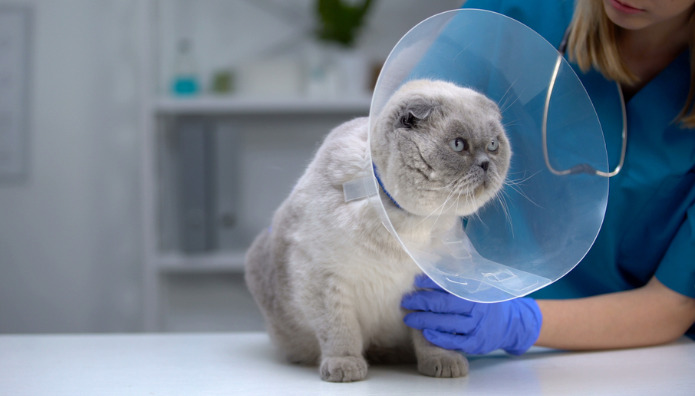 Understanding Wet FIP in Cats