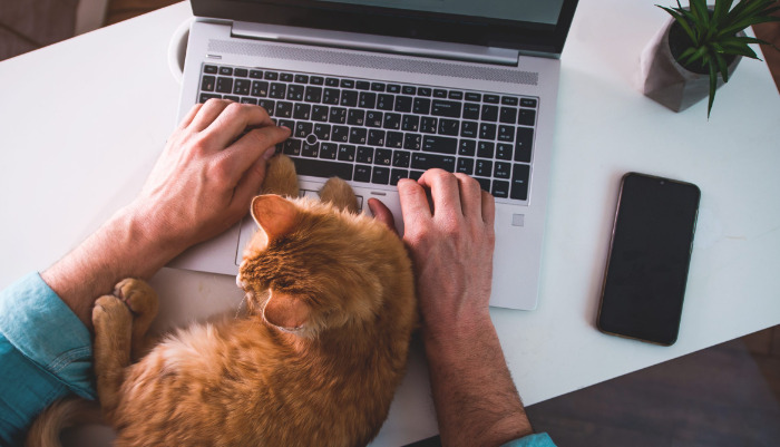 How Long Can Cats Live With Neurological FIP