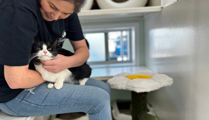 Can Cats Recover From Wet FIP