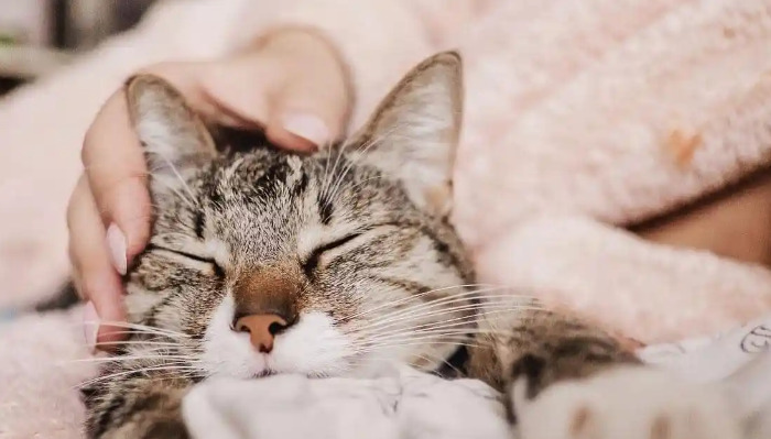 How To Diagnose Dry FIP