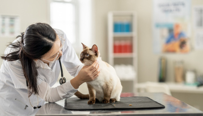 How Does GS-441524 Treat FIP