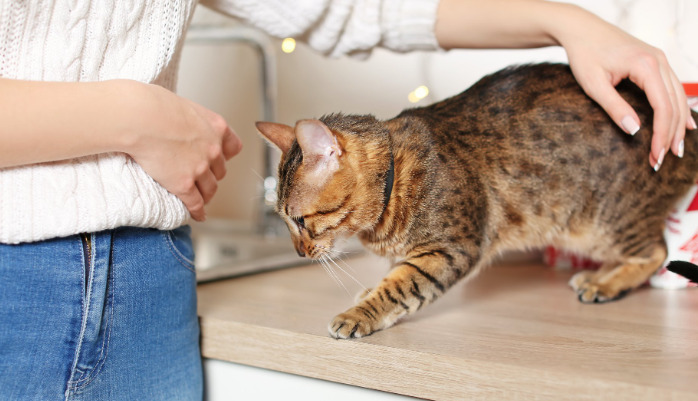 How To Diagnose Neurological FIP