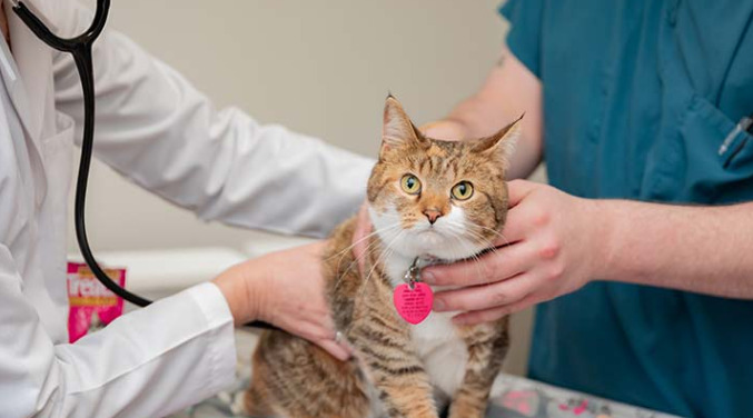 Signs Your Cat Has Dry FIP