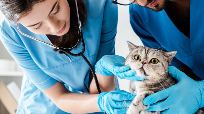Wet FIP Symptoms By Stage