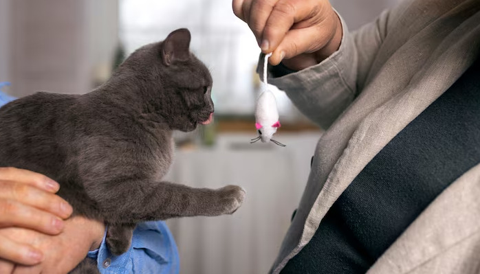 Pronidesivir for Wet FIP