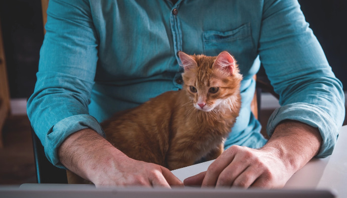 Wet FIP Blood Test Results Explained