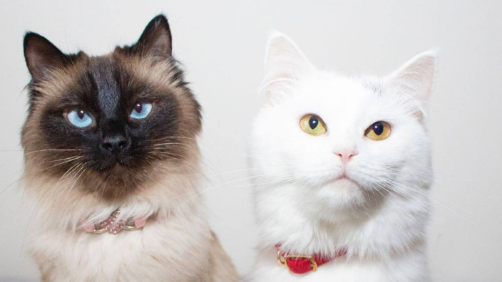 What Is the Best Medicine for Neurological FIP