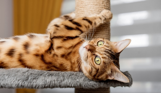 How to Treat Wet FIP