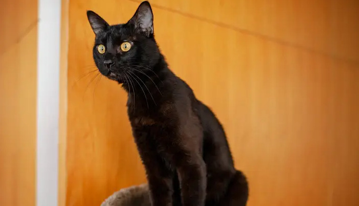 Can Neurological FIP Be Cured