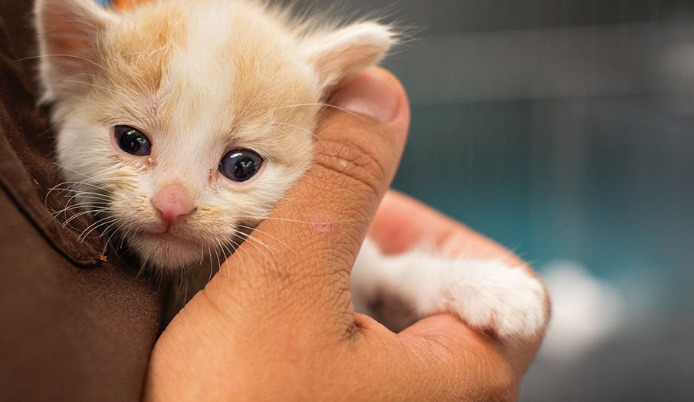 Why Does Wet FIP Cause Fluid Build-Up
