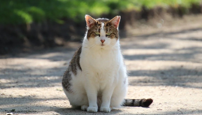 What Is the Best Medicine for Dry FIP