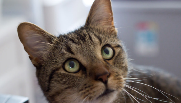 Wet FIP Diagnostic Challenges