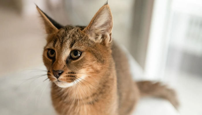 GS-441524 Treatment For Young Cats