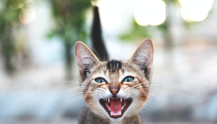 Can Neurological FIP Be Reversed