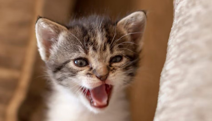 Wet FIP Medication Guide