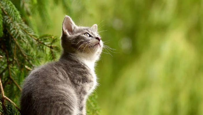 Ocular FIP Treatment Protocol
