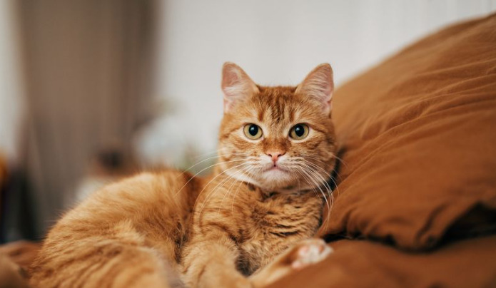 Does GS-441524 Really Cure FIP