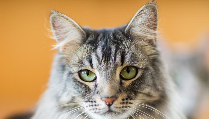 How Long Does Wet FIP Treatment Take