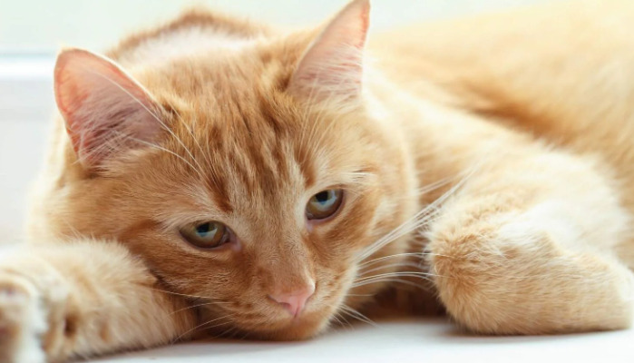 Can Cats Relapse After GS-441524