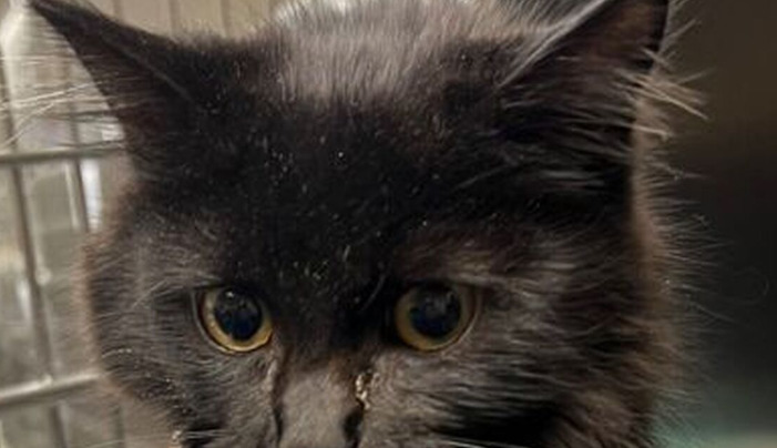 Signs Your Cat Has Neurological FIP