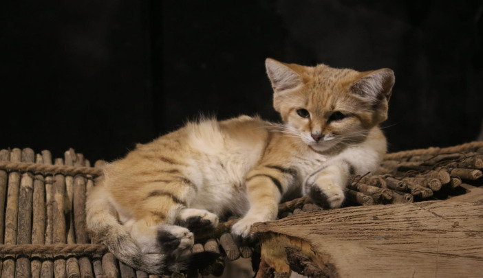 Dry FIP Treatment FAQs