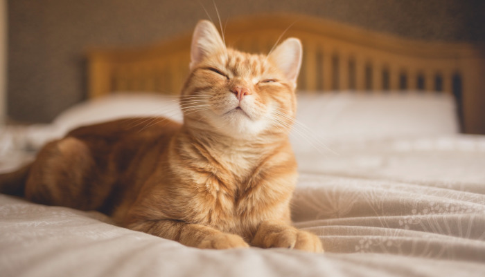 Neurological FIP Recovery Timeline