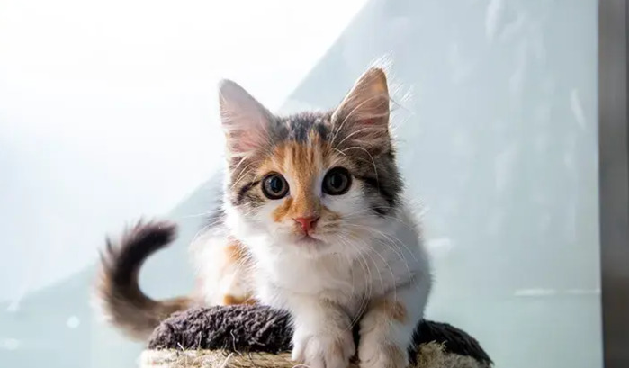 What Is Ocular FIP in Cats