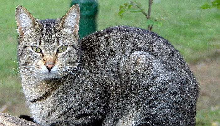 GS-441524 for Feline Infectious Peritonitis