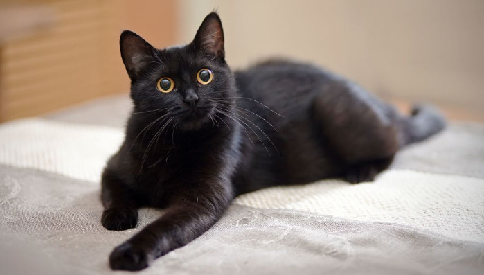 Can Indoor Cats Get Ocular FIP