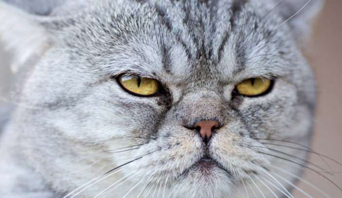 Oral GS-441524 For Cats