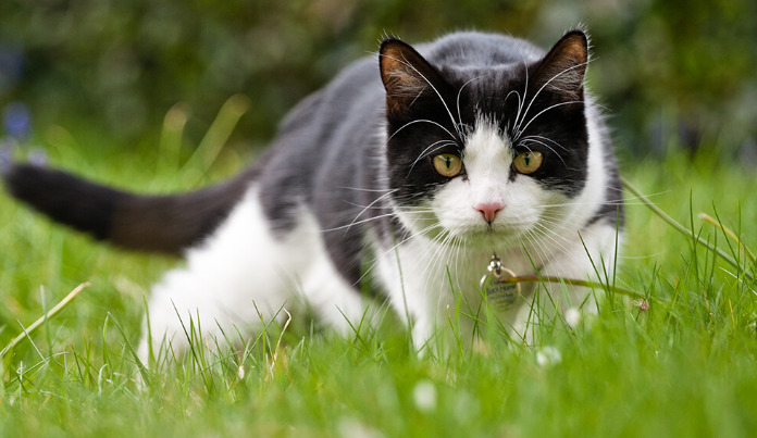 Wet FIP Fever Symptoms