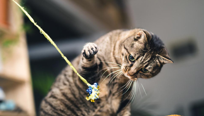 Is GS-441524 Safe for Kittens