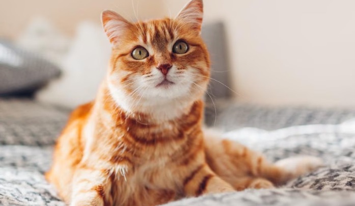Diseases That Mimic Dry FIP