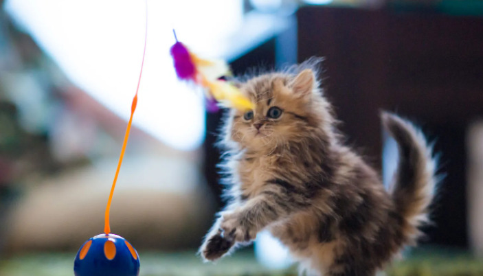 What Happens if Dry FIP Is Left Untreated