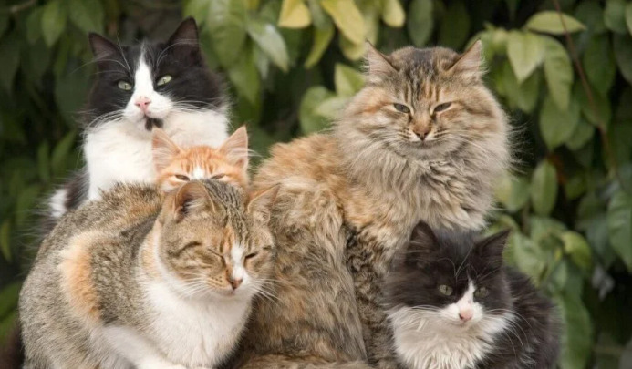 Can Cats Recover From Dry FIP