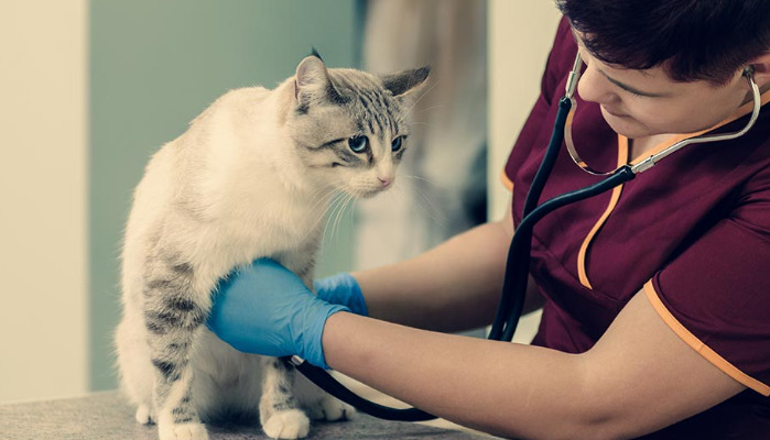 Is Neurological FIP Difficult to Diagnose