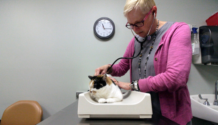 Understanding Ocular FIP in Cats