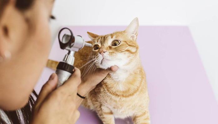What To Expect During Ocular FIP Treatment
