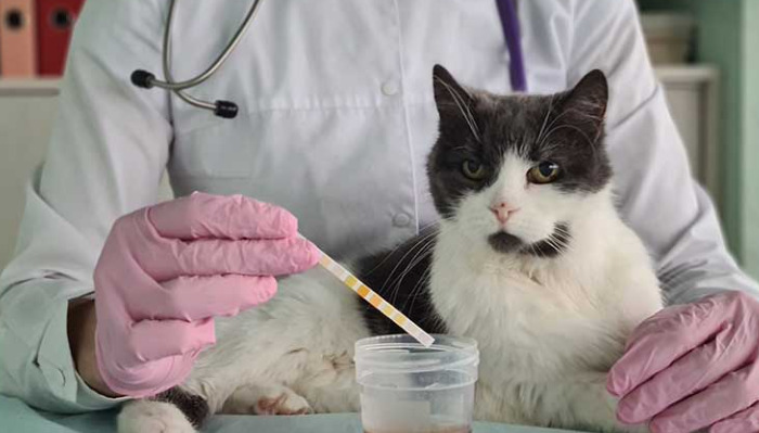 Neurological FIP Symptoms in Cats