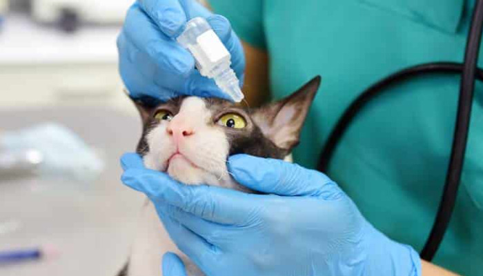 Dry FIP Quality of Life After Recovery