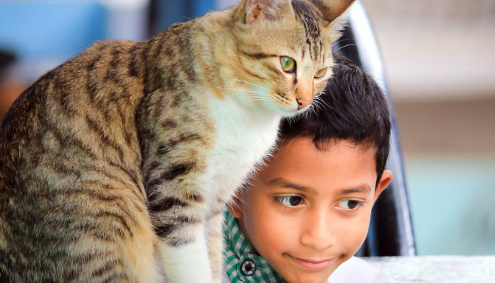 Monitoring Cats After Dry FIP Treatment