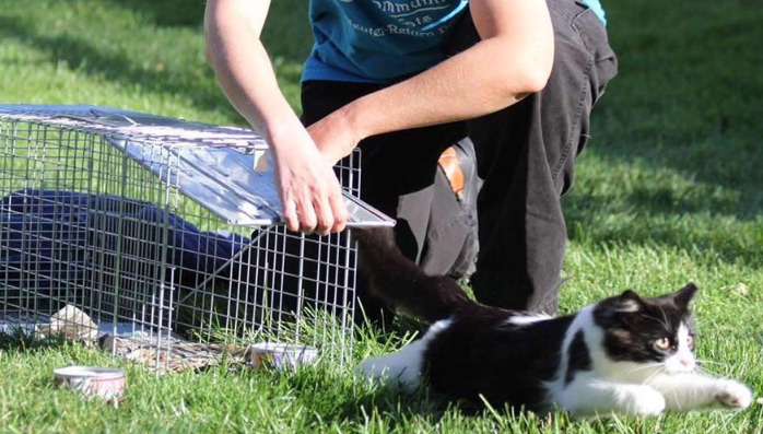 Can Indoor Cats Get Neurological FIP