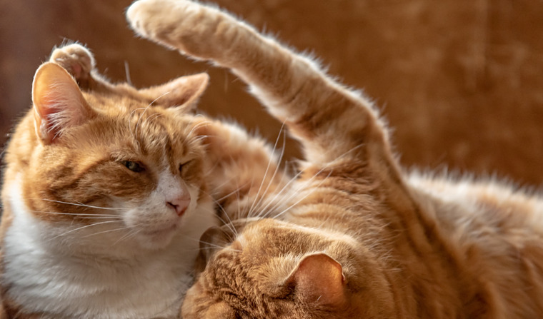 Follow-Up Care After Neurological FIP