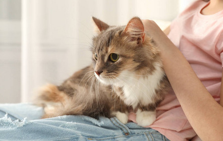 How Long Does Ocular FIP Treatment Take